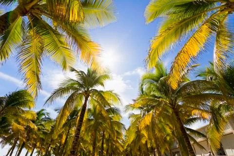 View of Caribbean Beach. Stock Photos
