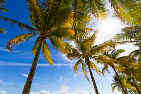 View of Caribbean Beach. Stock Photos