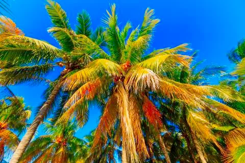 View of Caribbean Beach. Stock Photos