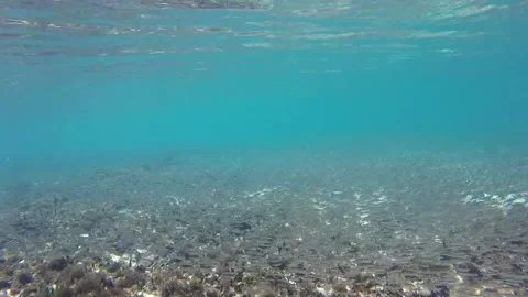 A view in the Caribbean of a large school of small fish in the shallows 動画素材 338140922
