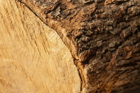 View of a carob tree trunk with crust  in a close up view Stock Photos