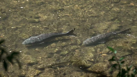 View of carp and sucker fish in the Provo River Stock-Footage 337011424
