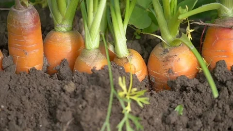 View of carrot vegetables Stock Footage 236442186