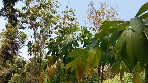 View of cassava leaves against a backdrop of trees. Stock Footage 339310991