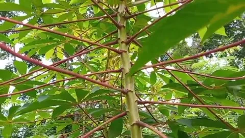 View of cassava stems broad green leaves forming a natural canopy. 库存影片 329412970