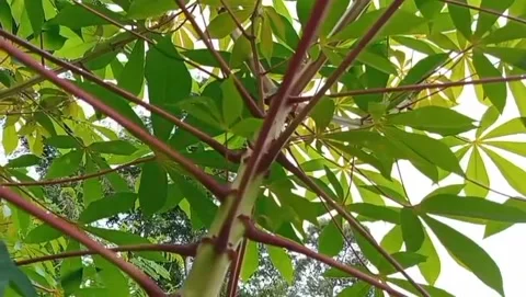 View of a cassava tree trunk with fresh green leaves. Vidéo 329412965
