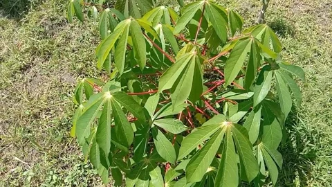 View of cassava trees Stock Footage 238683001
