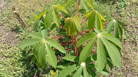 View of cassava trees Stock Footage 238683035