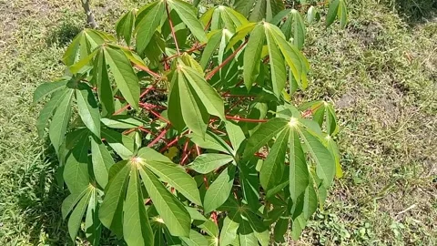 View of cassava trees Stock Footage 238683102