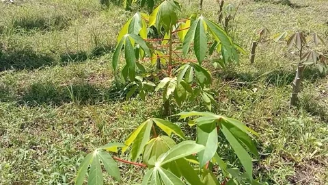 View of cassava trees Stock Footage 238683199