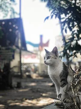 The view of a cat looking into the future and ignoring the past Stock Photos