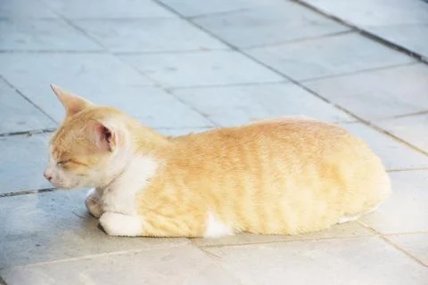 View of a cat lying on the sidewalk, with blurred road in the background Stock Photos