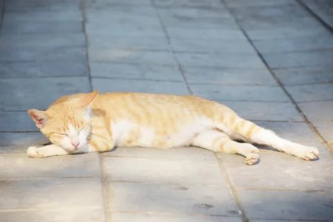 View of a cat lying on the sidewalk, with blurred road in the background Stock Photos