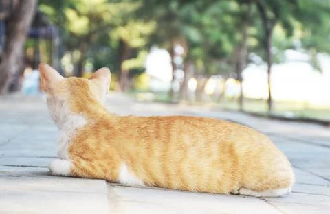 View of a cat lying on the sidewalk Stock Photos