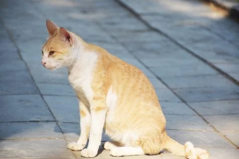 View of a cat sitting on the sidewalk Stock Photos