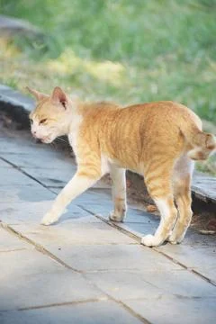 View of a cat standing on the sidewalk Stock Photos