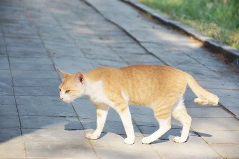 View of a cat walking on the sidewalk Stock Photos