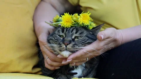 A view of a cat's face with flowers on its head Stock Footage 276816966