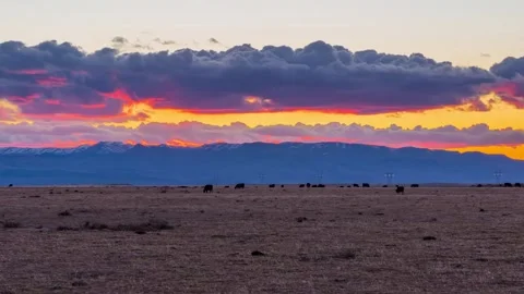 View of cattle grazing in a field at sunset, United States. Video stock 344410051