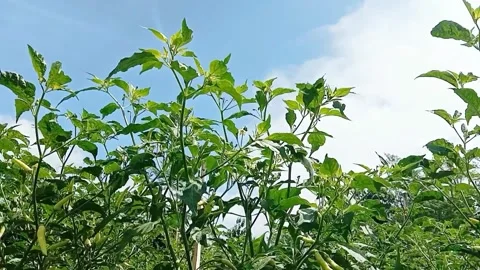 View of cayenne pepper fruit with sky Stock Footage 310488783