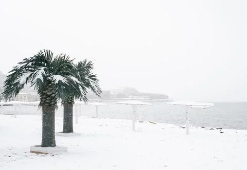 View of the central beach with palm trees and the city bay of the Black Sea Stock Photos