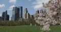 View from Central Park New York City Skyline with Cherry Trees Blossom Nyc Day 4k or 4k+ Resolution