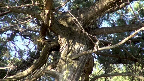 View of centuries-old high juniper in juniper grove. Stock Footage 107583936
