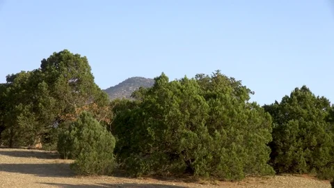 View of centuries-old tall junipers in juniper grove. Stock Footage 107584008
