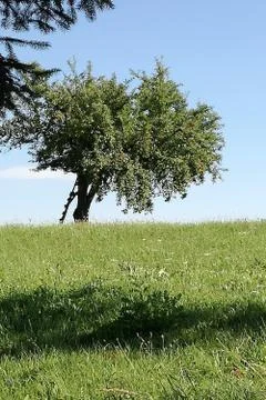 View-chair  inside a  APPLE-TREE Stock Photos