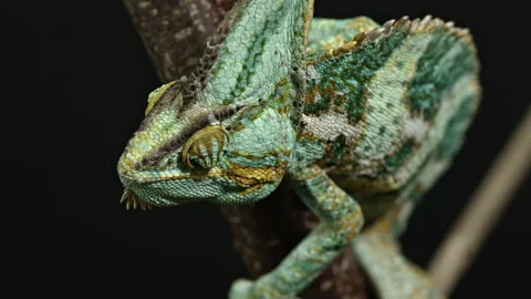 View of chameleon from above Stock Footage 253604510
