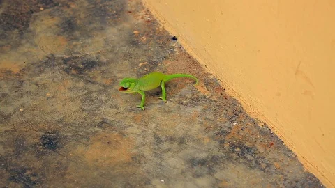 View of a chameleon 스톡 동영상 113009971