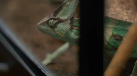 View of Chameleon sneaking around Stock Footage 58332489