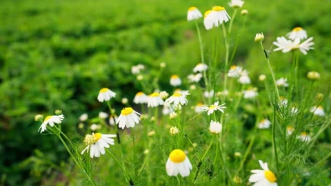 View of chamomile flowers in a meadow in Latvia. Stock Footage 340641365
