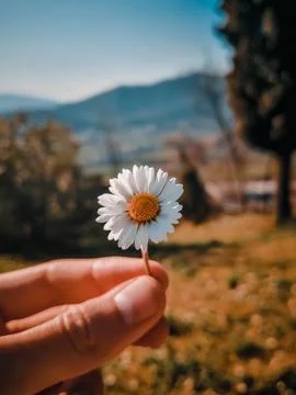 View on a chamomille in a filed Foto stock