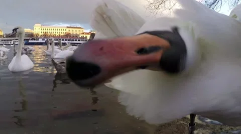 View on Charles bridge and Swans on Vltava river in Prague Stock Footage 59792678