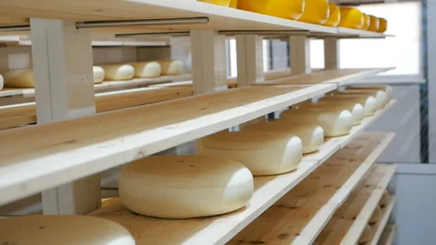 View to the cheese-wheels of parmesan maturing on the shelves at the cheese fact Stock Footage 91580784