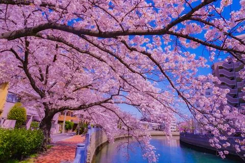 View of cherry blossoms and blue sky Foto stock
