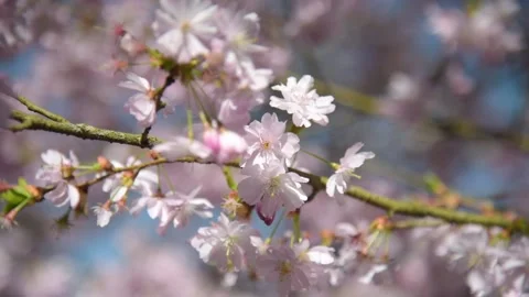 View of cherry blossoms in the oriental park of Maulevrier Stock Footage 172545248