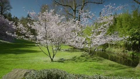 View of cherry blossoms in the oriental park of Maulevrier Video stock 172545250
