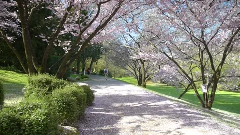 View of cherry blossoms in the oriental park of Maulevrier Stock Footage 172545260