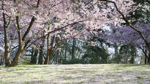 View of cherry blossoms in the oriental park of Maulevrier Stock Footage 172545280