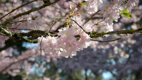 View of cherry blossoms in the oriental park of Maulevrier Stock Footage 172545284