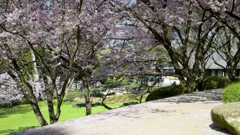 View of cherry blossoms in the oriental park of Maulevrier Stock Footage 172545287