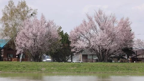 View of cherry blossoms by the river in Asahikawa, Japan. Video stock 343680092