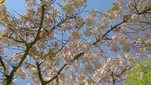 The view of the cherry blossoms tree with the blue sky Stock Footage 79786380