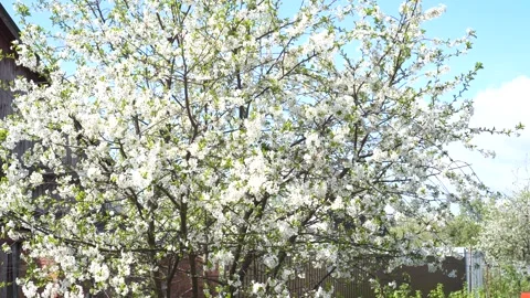 A view of a cherry tree blooming with white flowers on a garden plot against a b Video stock 276156884