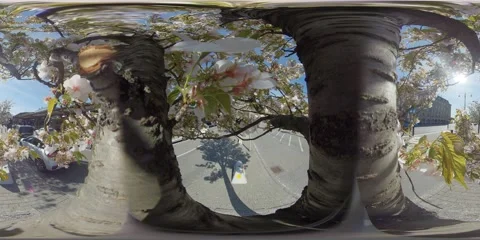View from up a Cherry Tree, Flowers and City Traffic - 360 VR Stock Footage 130216735