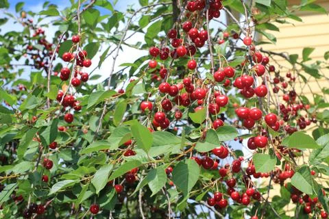 The view on the cherry tree full of the ripe red berries Stock Photos