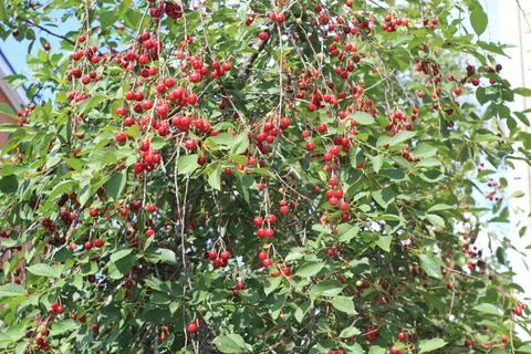 The view on the cherry trees with ripe red berries hanging on it Stock Photos