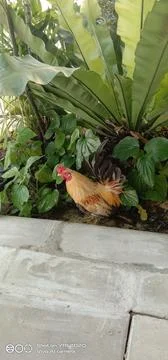 View of chicken and tree Stock Photos